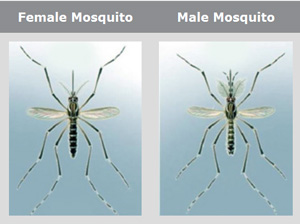 Difference between Male Mosquitoes and Female Mosquitoes